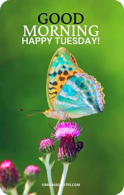 Good Morning Happy Tuesday Pic