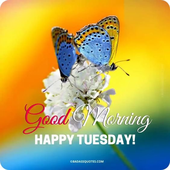 Good Morning Happy Tuesday Pic