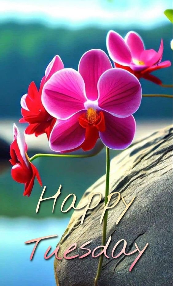 Good Morning Wishes Tuesday Images - Good Morning Pictures