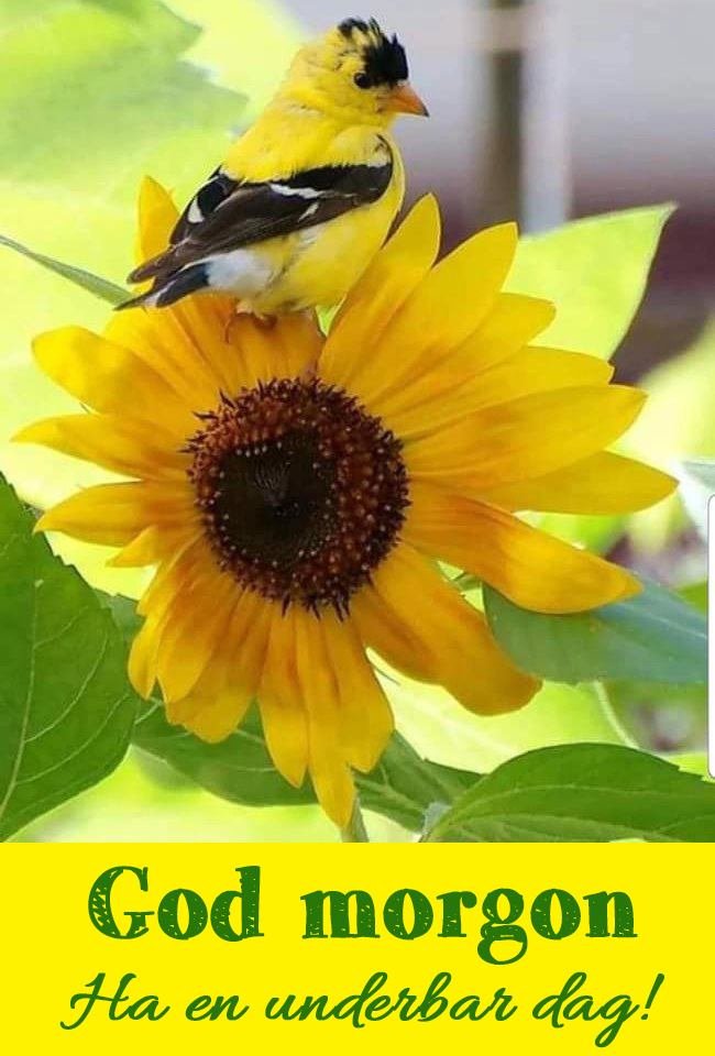 Amazing Good Morning Swedish Photo