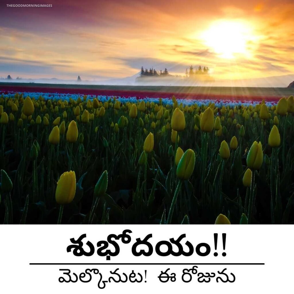 Amazing Telugu Good Morning Photo