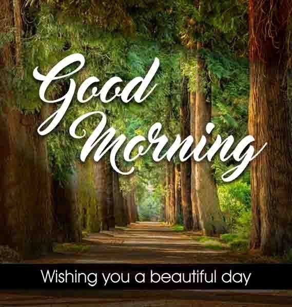 Best Good Morning Forest Photo