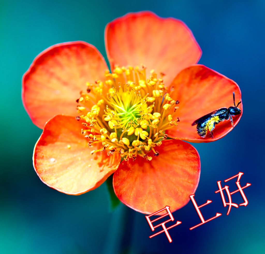 Chinese Cute Flower Image