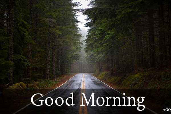 Fantastic Good Morning Forest Photo