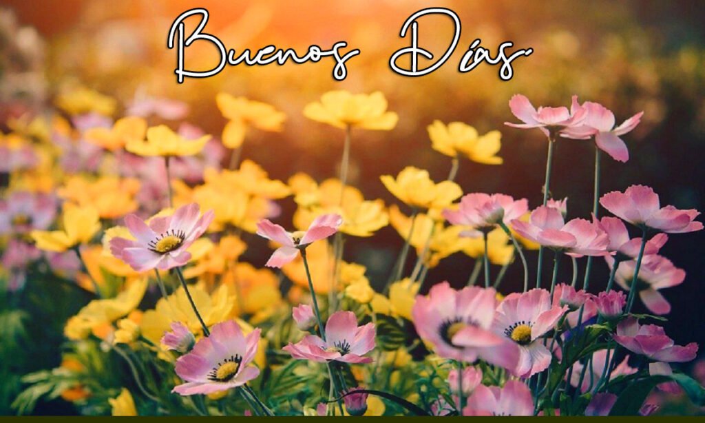 Flower Garden With Buenos Dias Wish