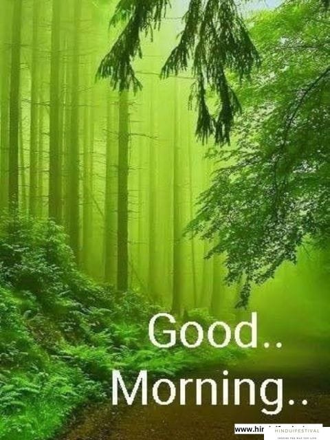 Forest Good Morning Photo