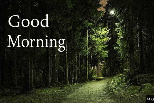 Forest Good Morning Pic