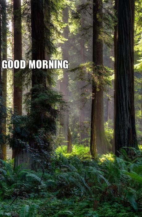 Forest Good Morning