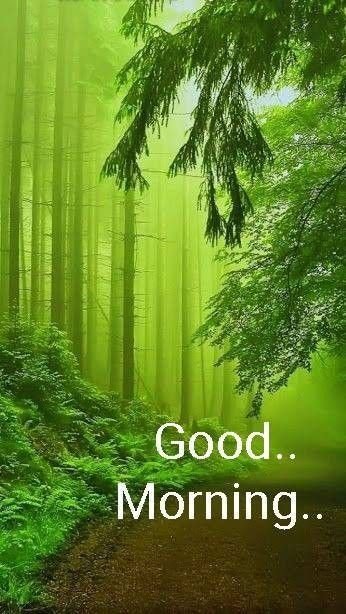 Good Morning Forest Image