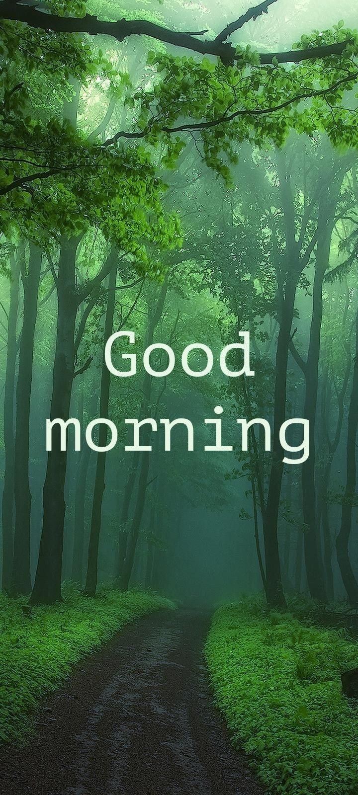 Good Morning Forest Picture