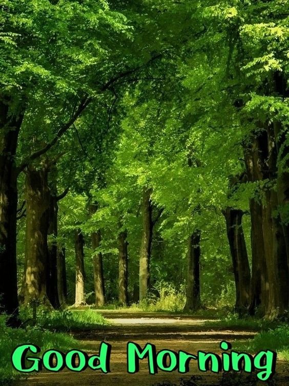 Good Morning Forest