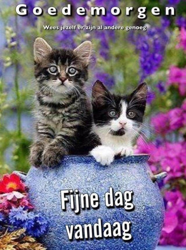 Great Good Morning Dutch Pic