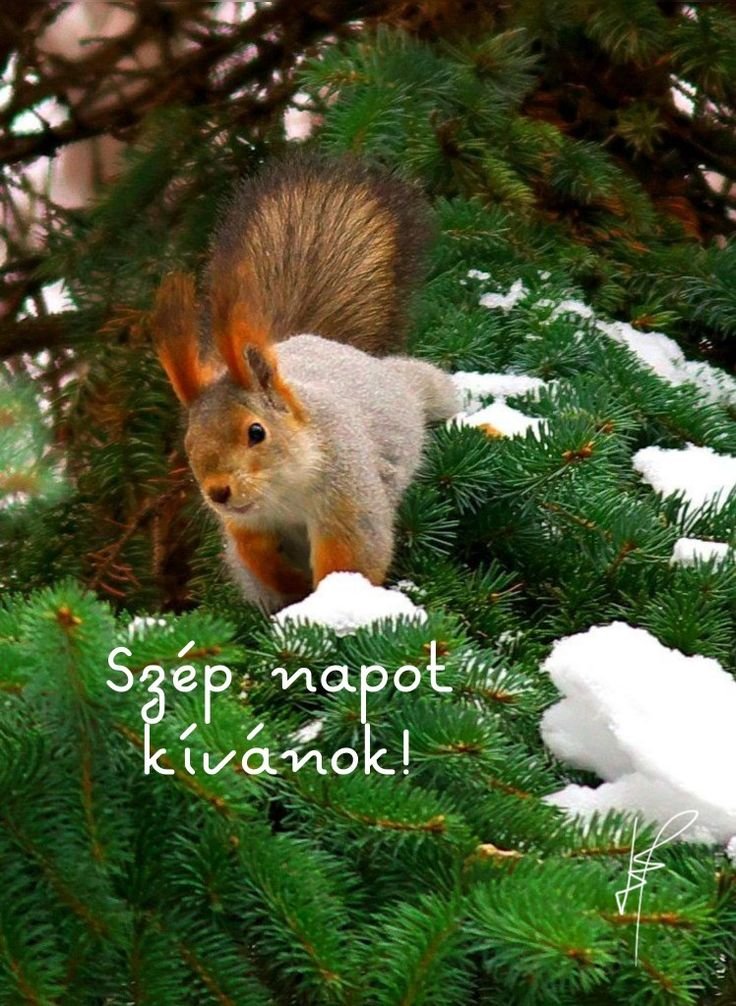 Great Good Morning Hungarian Picture