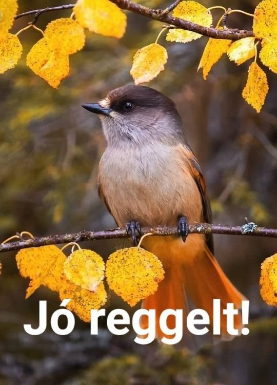 Hungarian Good Morning Messages Free Download