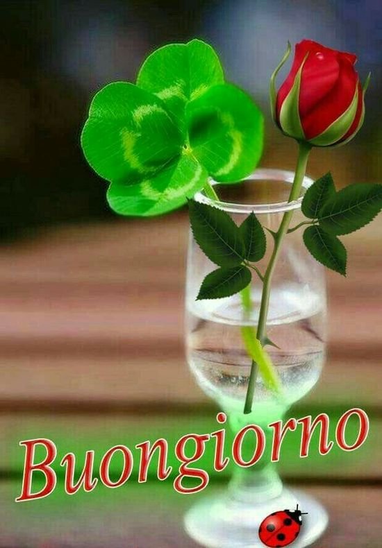 Italian Good Morning Ladybug