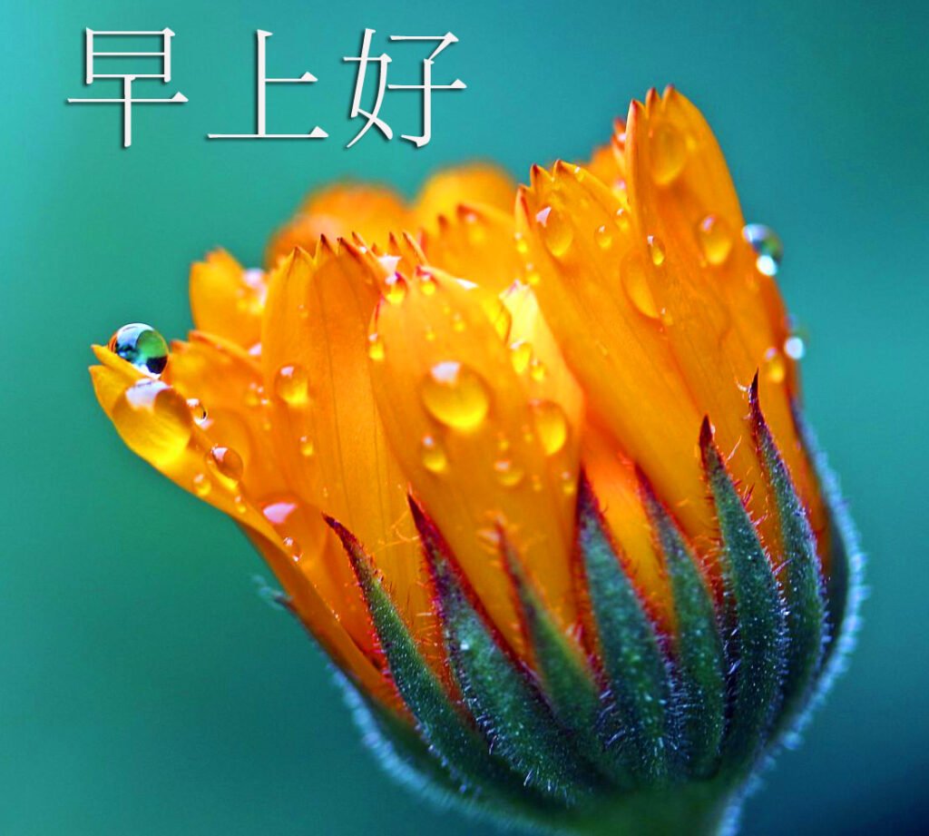 Marigold Flower Chinese Wallpaper Hd
