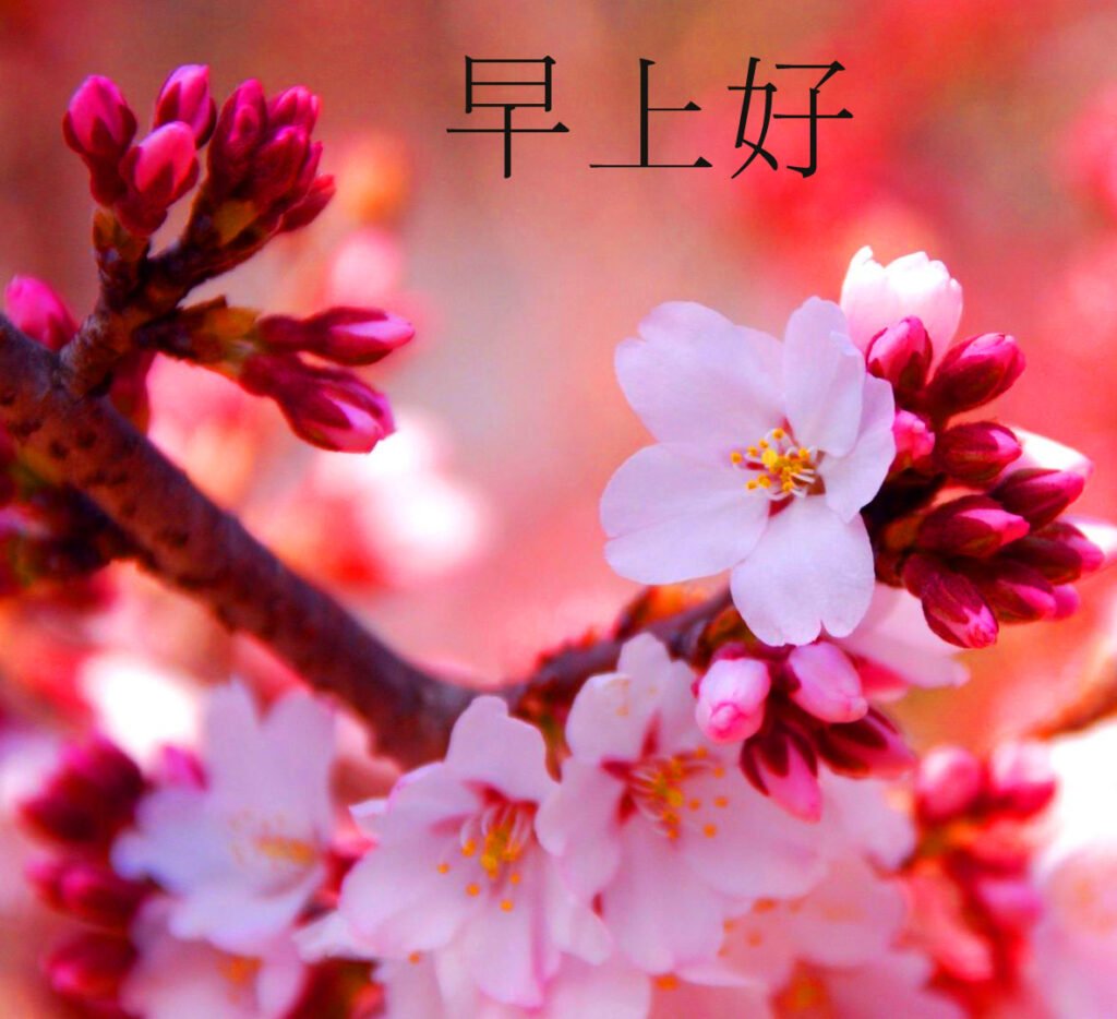 Sakura Flowers Beautiful Chinese Wallpaper