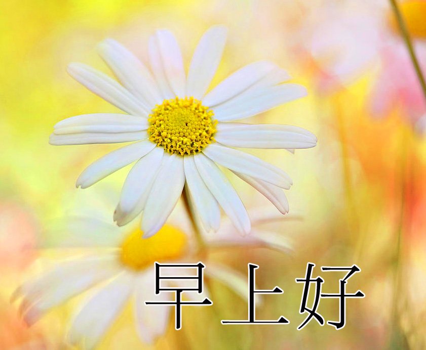 Sunshine Flowers Cute Chinese Image