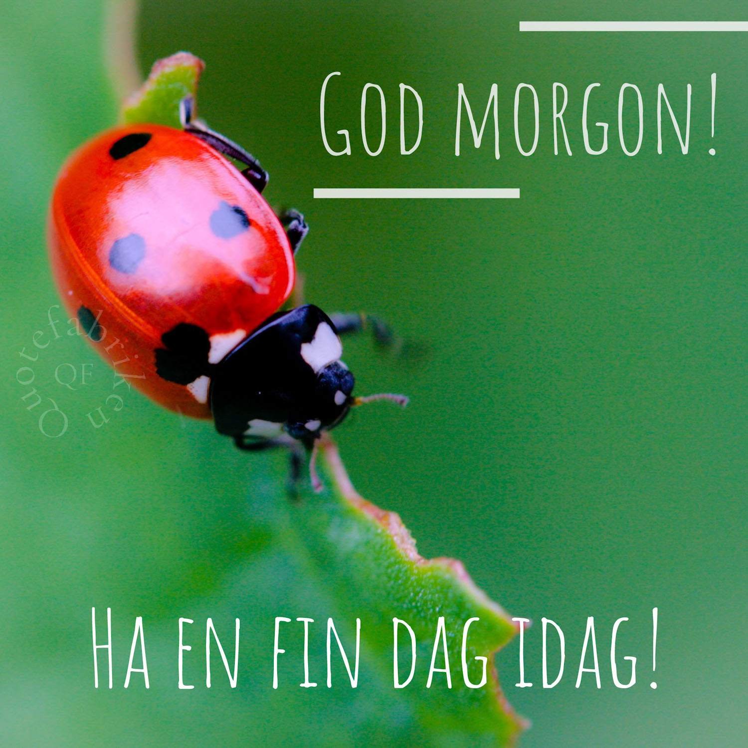 Swedish Good Morning Pic