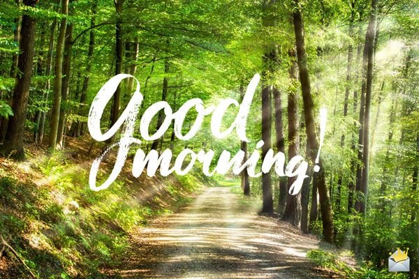 Wonderful Good Morning Forest Picture
