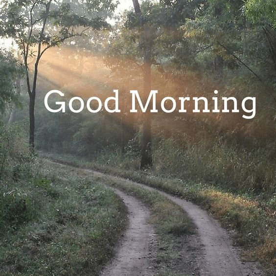 Wonderful Good Morning Forest